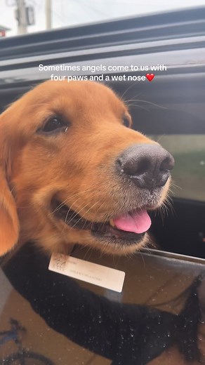 Our wet nose angel🥹 #goldenretriever #goldenretrieverlife #goldenhour #petsoftiktok #dogsoftiktok