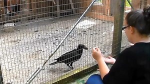 Crows Beat Ravens by Being More Aggressive