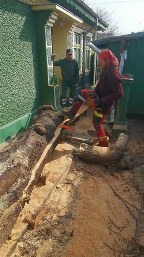 recoltare trunchi Cires Braila cu chinezeasca