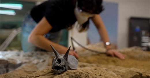 Denver Museum of Nature & Science piecing together 'remarkably complete' Triceratops skull, lower jaws, neck