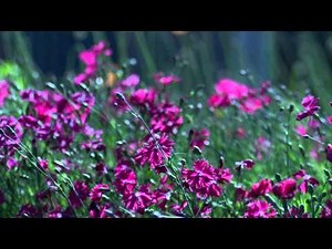 low pitched logos part 1