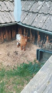 120K views · 2.4K reactions | 146_Wrong budaaa  #maiya_maichyang #nepali #namaste #nepalgermany #nepal #budabudi #interracial | Maiya Maichyang | Facebook