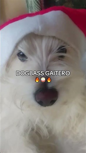 Cosplay del grinch (dogo) 🎄✨
