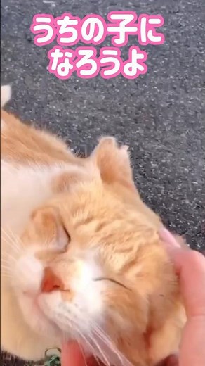 首輪に「飼い主募集中」の文字‥出会いから2年〜現在 #元野良猫チャチャ #野良猫#保護猫#cat #ねこ #猫 #猫侍 #shorts