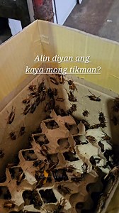 37K views · 292 reactions | Edible insects in Thailand market. #fypシ #thailand | Mommy Will in Thailand | Facebook