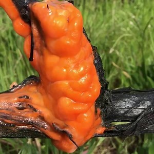 42K views · 757 reactions | Here’s some spooky fungi to feast your eyes on. Deer Vomit Slime Mold, Leafy Brain, and Witch’s Butter. 易  #FungusFriday   by Gordon Walker (Fascinated By Fungi) | Science Channel | Facebook