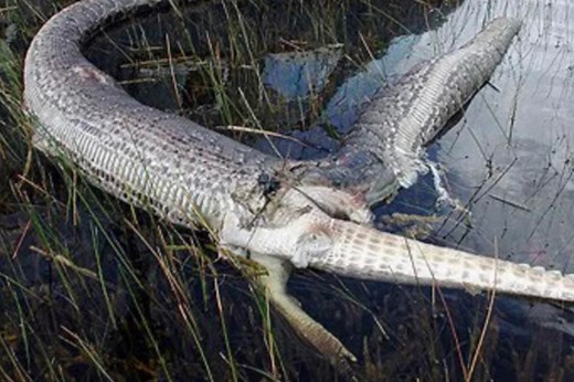 Horror moment python ‘EXPLODES’ after swallowing ‘dead’ 6ft alligator
