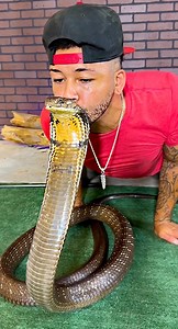 377K views · 10K reactions | hat a beautiful display of pure danger that a king cobra can give with its stance! The amount of venom that this cobra can inflict it’s astonishing! This is truly one amazing Bali King Cobra!  • • • #kingcobra #venom #snake #instacool #mylife #reptilelover #king #cobra #venomous #animals #animallovers #reptile #style #video #reels #bali #wow | Jayprehistoricpets | Facebook