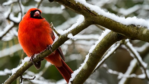 How much snow has Ohio seen so far? See snow totals, weather advisories