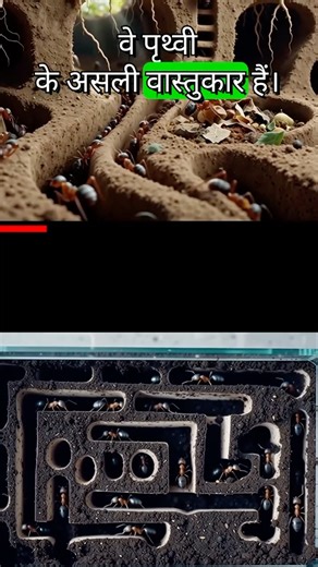 Ants Are the REAL Architects of Earth 🐜🌍 | Mind-Blowing Science Facts #shorts #ants #antfacts