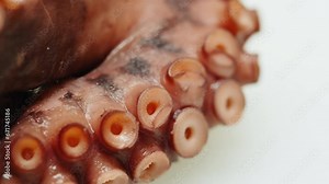 Octopus close-up macro, japanese cuisine, man cook seafood with boiling water, raw fresh fish for sushi sashimi, boiled steamed octopus, mediterranean restaurant, spanish kitchen.