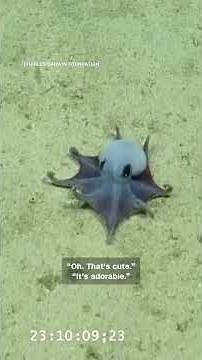 Scientists discover tiny blue octopus in Galápagos Islands