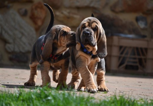 Bloodhound Puppies For Sale In Garrett Park, MD