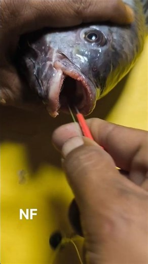 Tutorial on how to easily remove a fishing hook from a fish's mouth #shorts #fishing