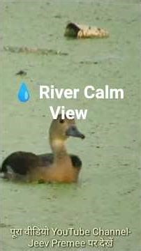 “River + Birds Sound 🐦💧 | Relaxing Nature Short”‎#river #birds