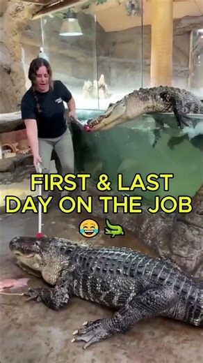 THIS HER FIRST AND LAST DAY ON THE JOB 😂 #animals #alligator #wildlife