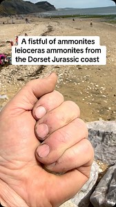 Probably should have done my nails 1st. The small ammonites seem to have a lot more detail than the larger ones | Charmouth Fossils