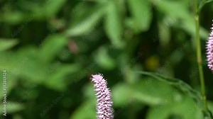 Slow Motion of Beetle Flight. Bee Beetle (Trichius fasciatus). Beetle flies past a wild swamp European Bistort (Bistorta officinalis) flower. Slow down 8 times