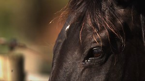 14K views · 66 reactions | Tying-up/azoturia, which is more correctly known as exertional rhabdomyolysis syndrome (ERS), is a muscle metabolism condition found in horses, often during or after exercise. Find out more:https://www.horseandhound.co.uk/features/tying-up-azoturia-horses-604608 | Horse & Hound | Facebook