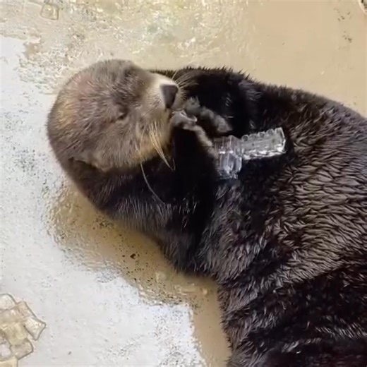 Seattle Aquarium on Reels