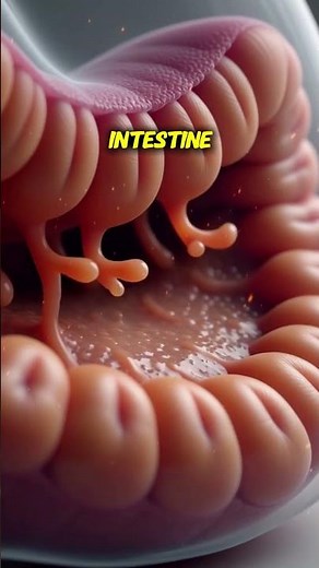 The Quick Journey of Food: From Bite to Poop