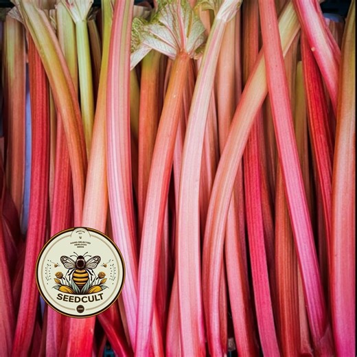 NEW! Redventure Celery Seeds, Apium Graveolens, Heirloom, Non GMO AP0550 - Etsy