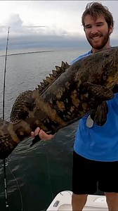 16K views · 117 reactions | Juvenile Goliath Grouper Pull Hard! This was a really fun fight he ate a dead greenback on the bottom! #goliathgrouper #grouperfishing #tampabay #offshorefishing | Groupermvp | Facebook
