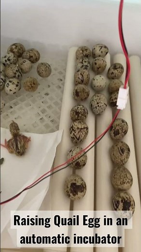 Hatching Quail Egg in an Automatic Incubator