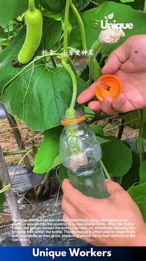 Growing Gourds in Bottles: A Unique Shaping Technique