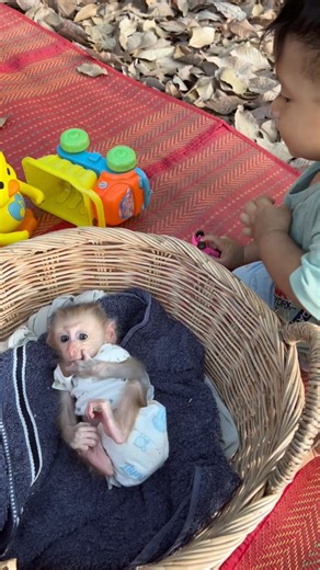 #jonnymonkeycute #monkeyreels #monkeyseemonkeydo #monkeysofinstagram #skateboarder #cutemonkeyreel #BestPhotographyChallenge #cutemonkey #jonnymonkey #Monkeyreels #cutereels #monkeyfun #beginner #funtimes #bestphotochallenge #bestphotographychallengeio #picturechallenge #photo #challenge #photoeditingchallenge #challengechallengetodayaaa #smartmonkey #challengechallengetodayaaatodaystodaytoday #challengechallengetodayaaatodaystoday | Jonny Monkey