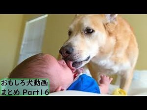 【面白 犬】おもしろ犬動画まとめ！#16【かわいい】