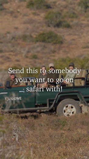 17K views · 199 reactions | The wild is calling… and so is your plus one. ♥️ Book your stay: https://www.kwandwe.com/ #Kwandwe #KwandweMoments #Wilderness #KwandweGameReserve #PrivateGameReserve #SouthAfrica #EasternCape | Kwandwe Private Game Reserve | Facebook