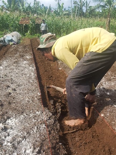 Pembuatan Bedengan Jahe dan Semangka dengan Ikhlas