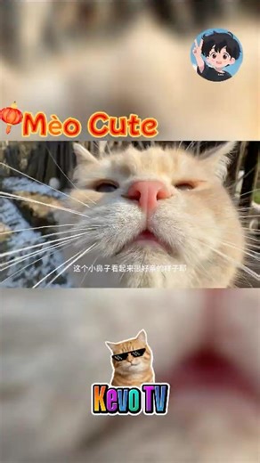 Ôi Chao! Buổi Sáng [Kevo TV] #shortvideo #mèo