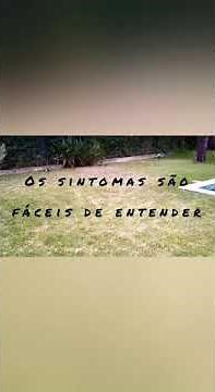 Como resolver o problema do "Escalracho" Stº Agostinho.. Blissus Leucopterus/Insularis Chinch Bugs