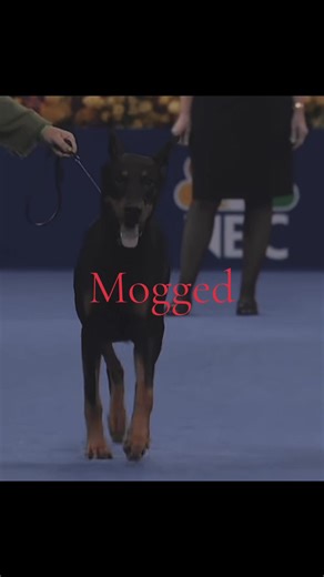 True Adam: The Strong Dog Meme Explained