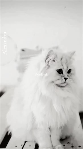 OLY TIK TOK on TikTok