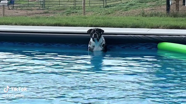 The dogs can’t wait for pool time! #402Pools