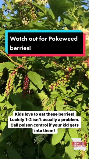 One of our specialist in poison information Abby created this quick video. There are also plants that grow berries that are NOT edible and can even be toxic. For example, these Pokeweed berries are nonedible. For any questions or concerns about wild plants in Missouri, call us at 1-800-222-1222. #pokeweed #pokeweedberries #poisoncontrol #childsafety #parentingtips #tiktoktaughtme #toxicology #emergencymedicine medicine