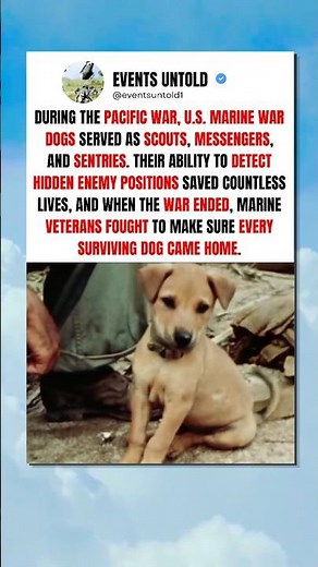 The WW2 Dogs That Marines Refused to Leave Behind #shorts
