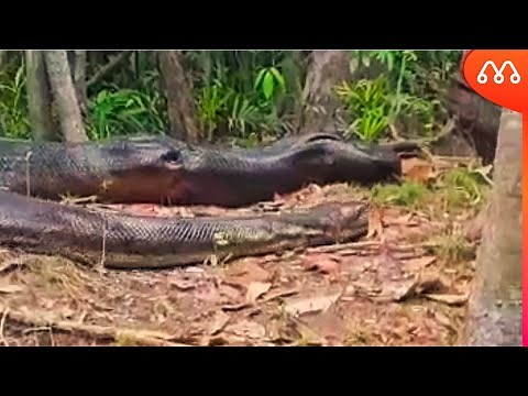 ANACONDA MONSTRO FILMADA NA AMAZÔNIA