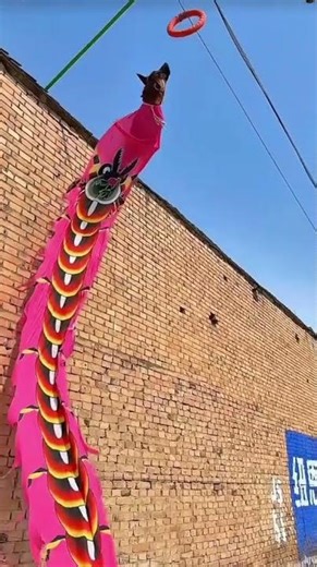 "World’s Highest Dog Jump 🐶🔥 | Unbelievable Record!"