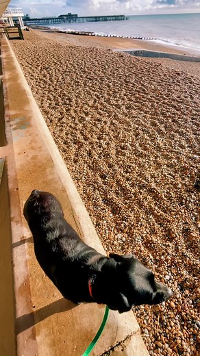 Promenading #promenading #seaside #seafront #hastings #newyear #eastsussex #dogwalk #freshair #sea #ocean #visitbritain #bottlealley #blacklab #dog #dogs #dogging