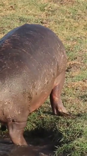 জলহস্তী কেন তাদের মল ছিটিয়ে দেয়|Who do hippos spray their poop😄 #shorts #funny #trending