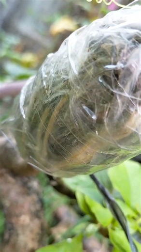 This is amazing way to clone our plants very easy and quick method 🌹🌺🌹