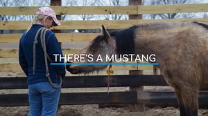 398 reactions · 261 shares | There are over 50,000 mustangs that need someone like you. As a trainer or as an adopter. LEARN MORE: Go to https://mustangheritagefoundation.org/tip/ | Mustang Heritage Foundation | Facebook