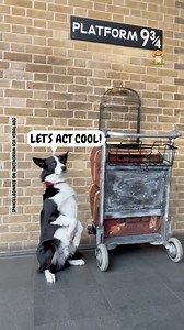 This dog is a Harry Potter Crazy! 🧙 | Fluffy Animals