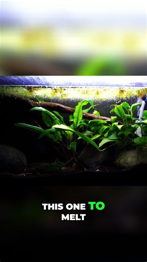 Crypt Parva: The BEST Nano Tank Plant!