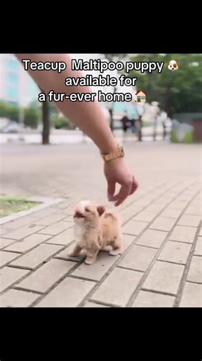 Adopt a Cute Maltipoo Puppy Today!