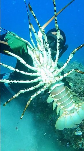 How To Catch Crayfish Like A PRO!